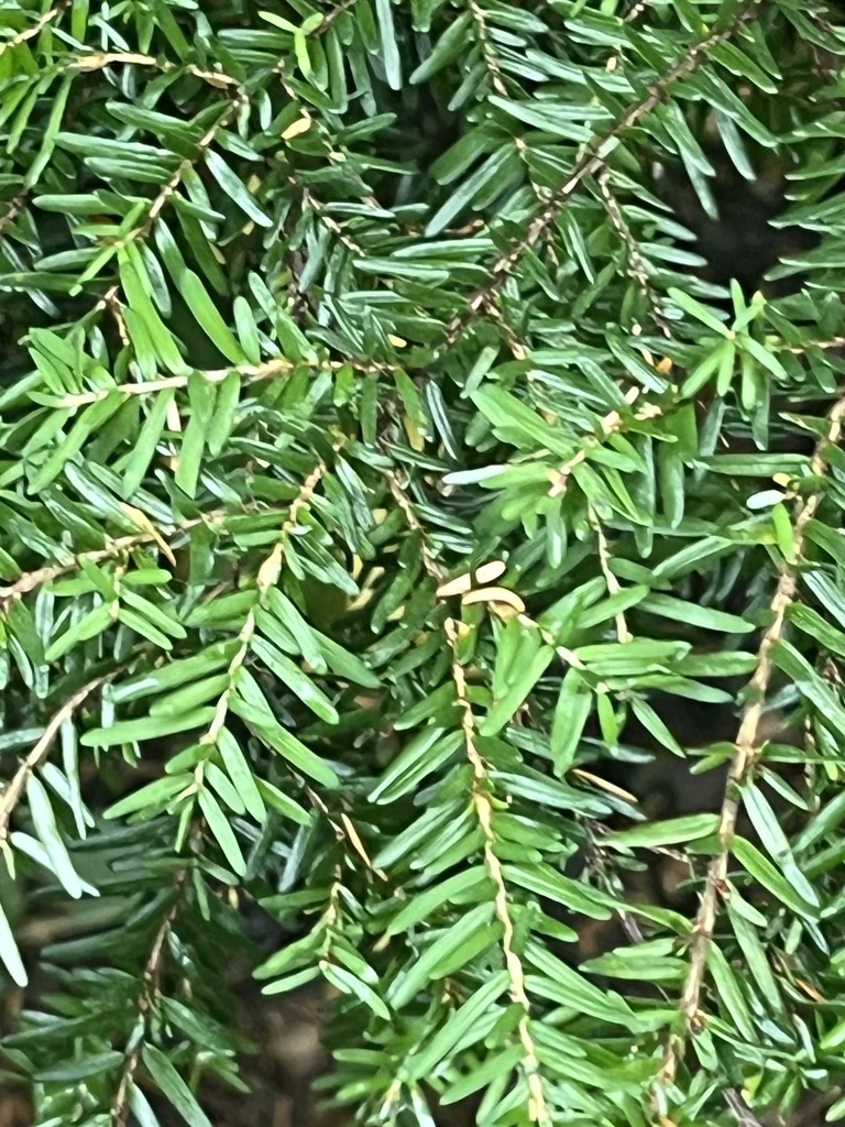 Tsuga Heterophylla