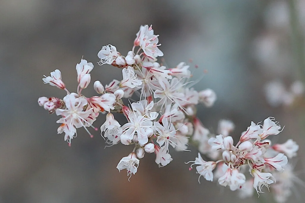 Eriogonum Wrightii