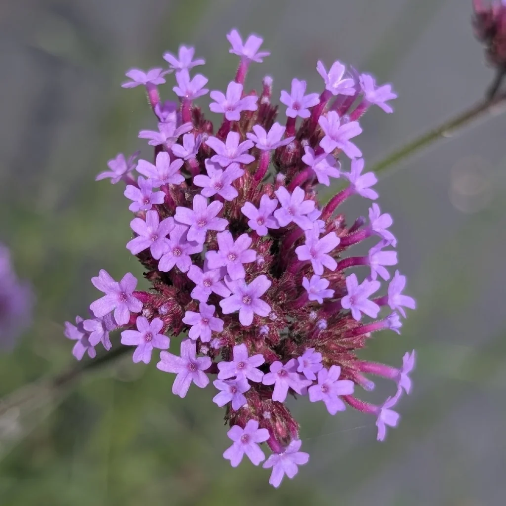 Verbena Bonariensis
