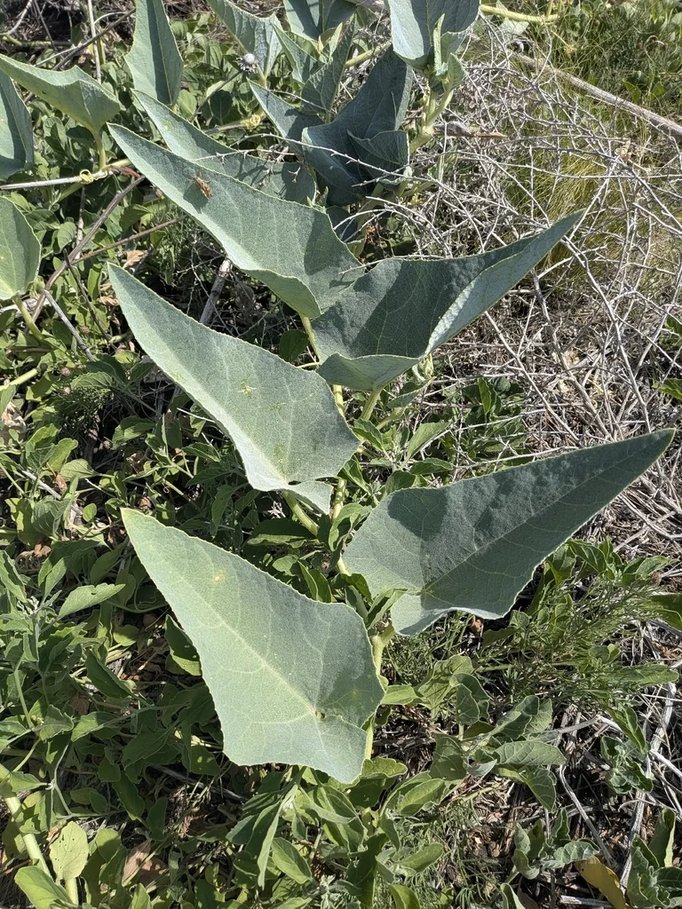 Cucurbita Foetidissima