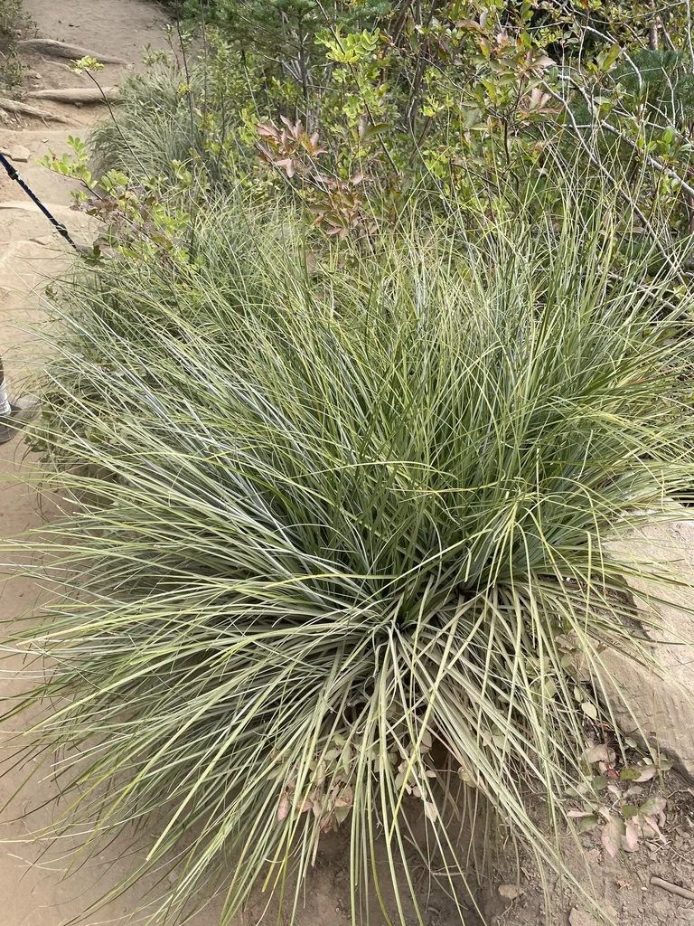 Xerophyllum Tenax