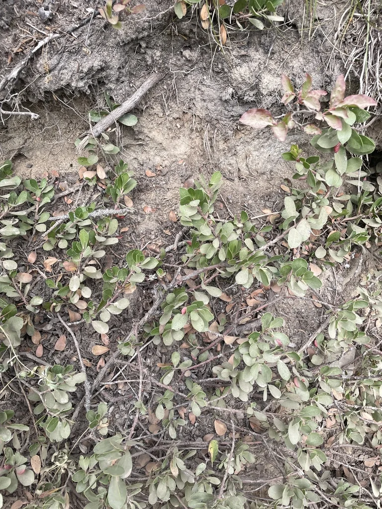 Arctostaphylos Nevadensis