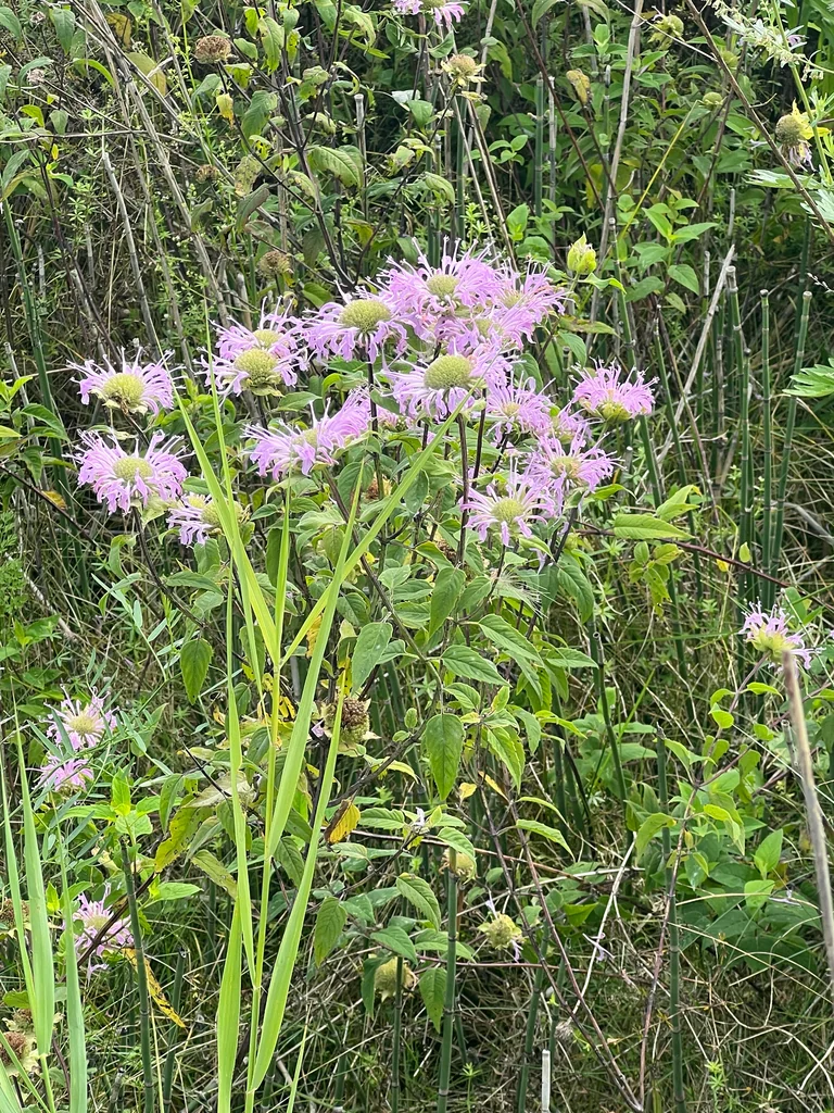 Monarda fistulosa