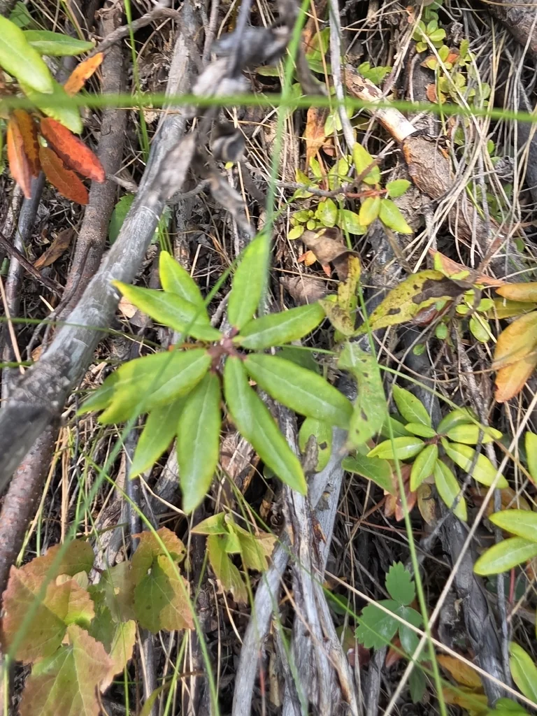 Rhododendron Columbianum