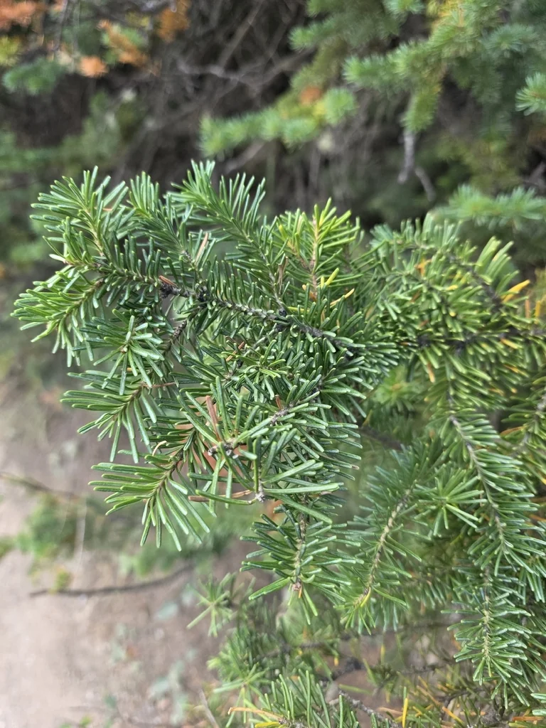 Abies Lasiocarpa