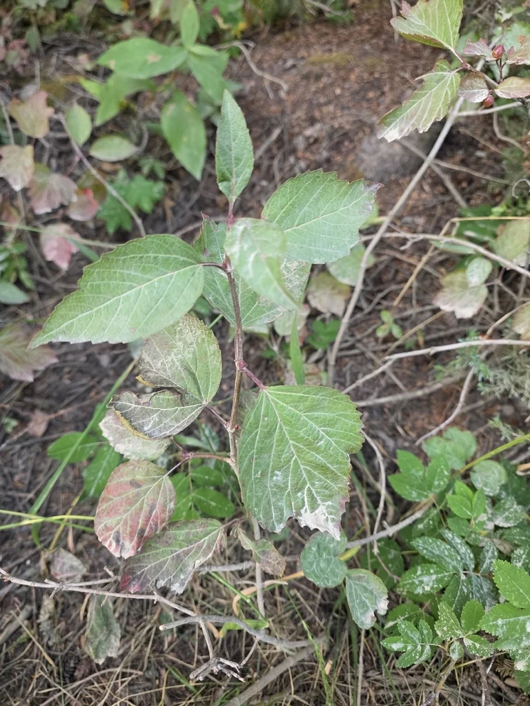 Viburnum Edule