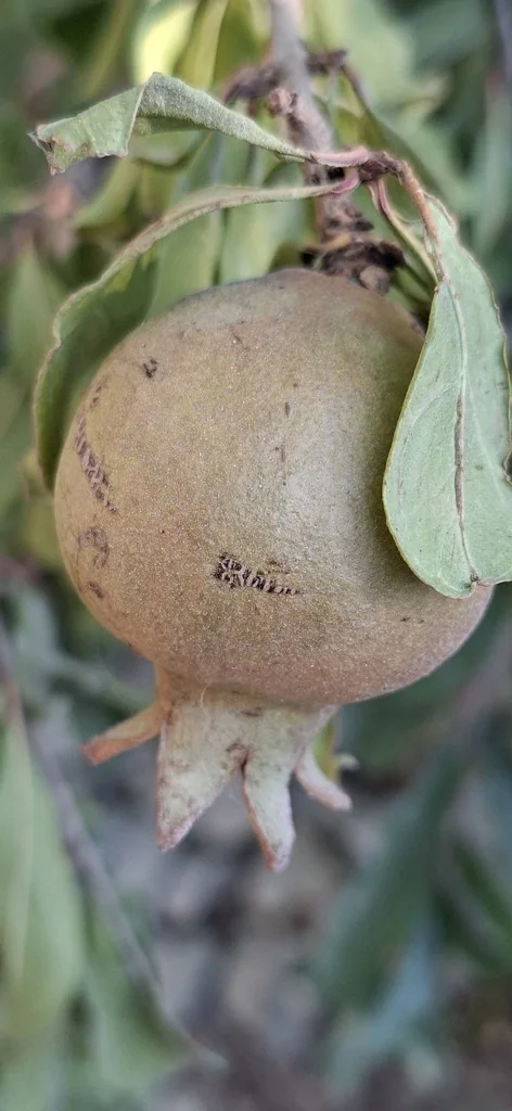 Punica granatum