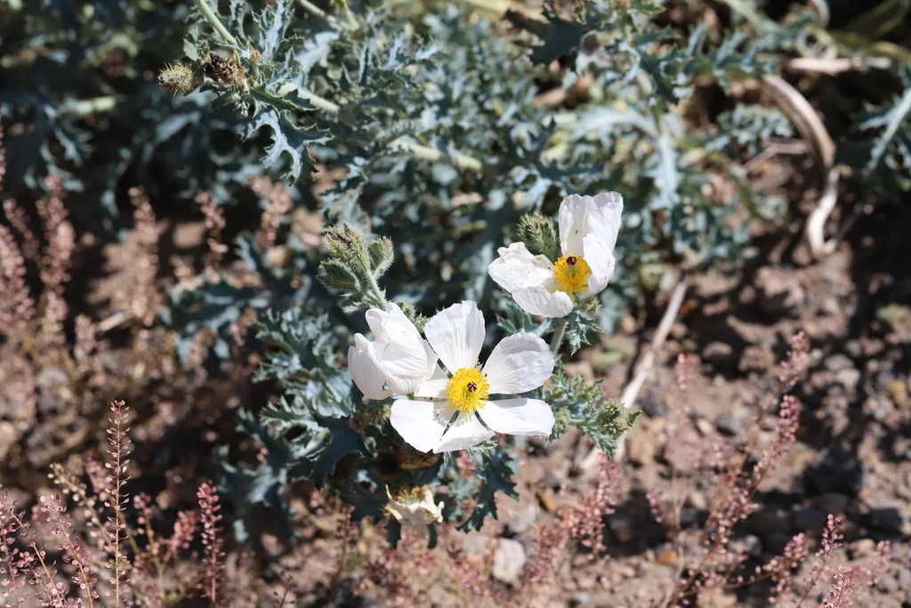 Argemone Munita