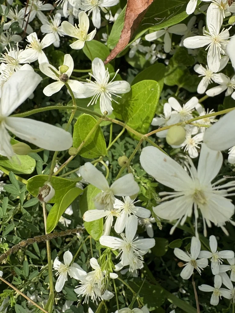 Clematis Ternifolia