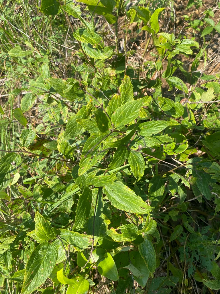 Ceanothus Americanus