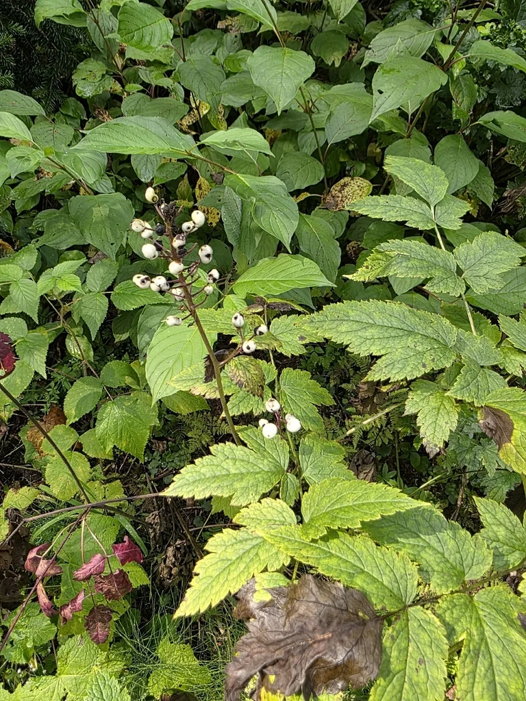 Actaea Rubra