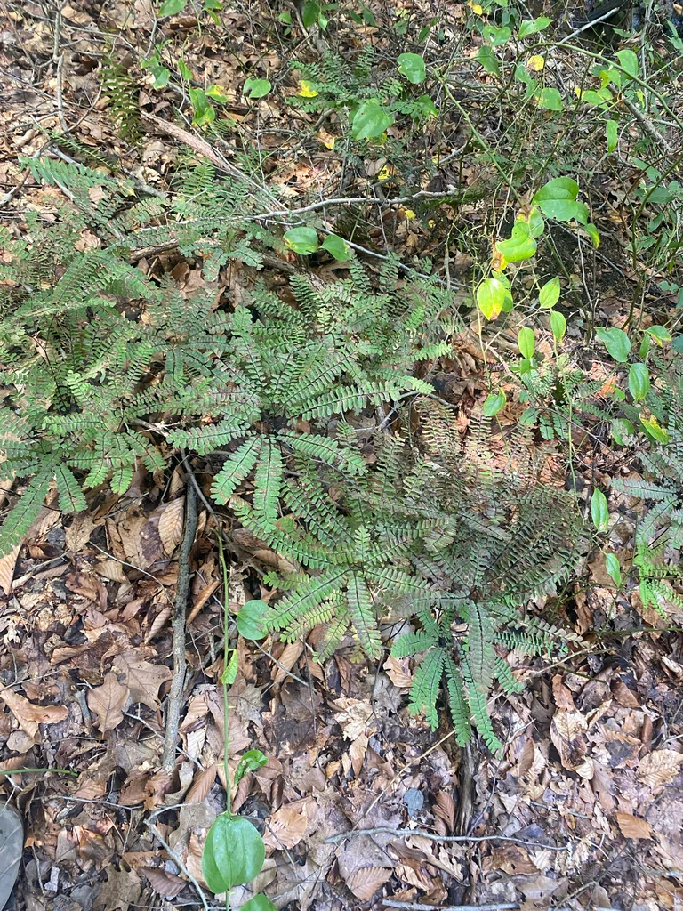 Adiantum Pedatum