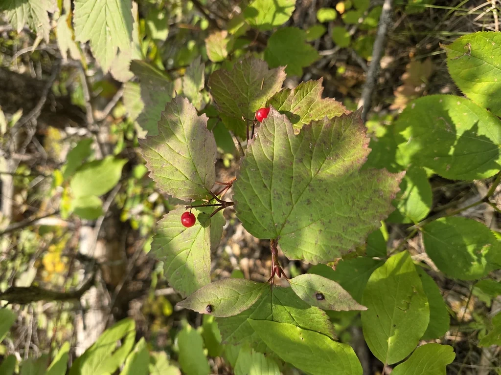 Viburnum Edule