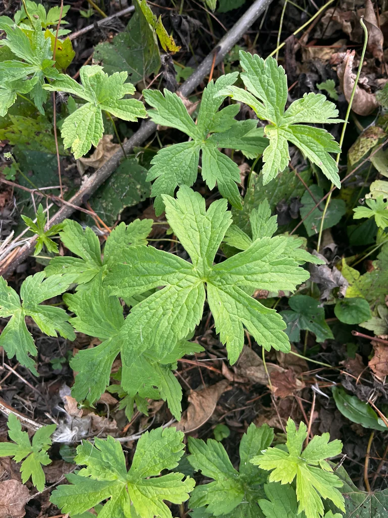 Anemone Canadensis