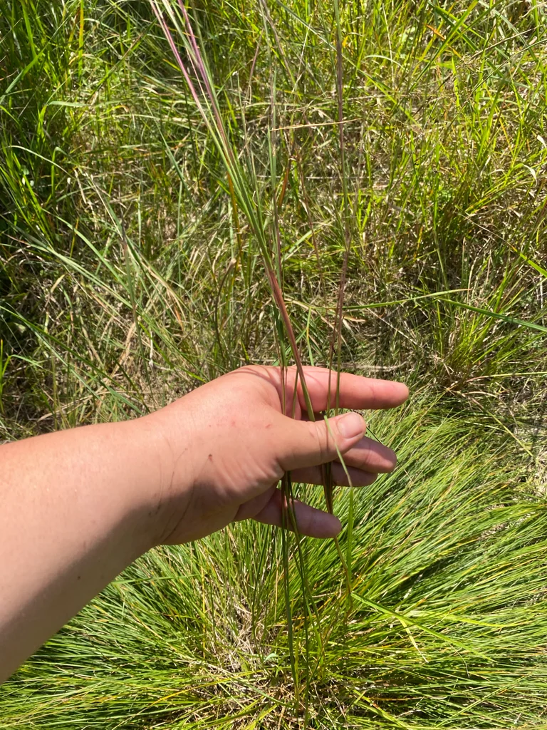 Sporobolus Heterolepis