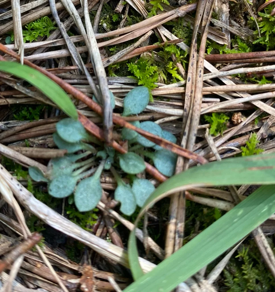 Houstonia Caerulea