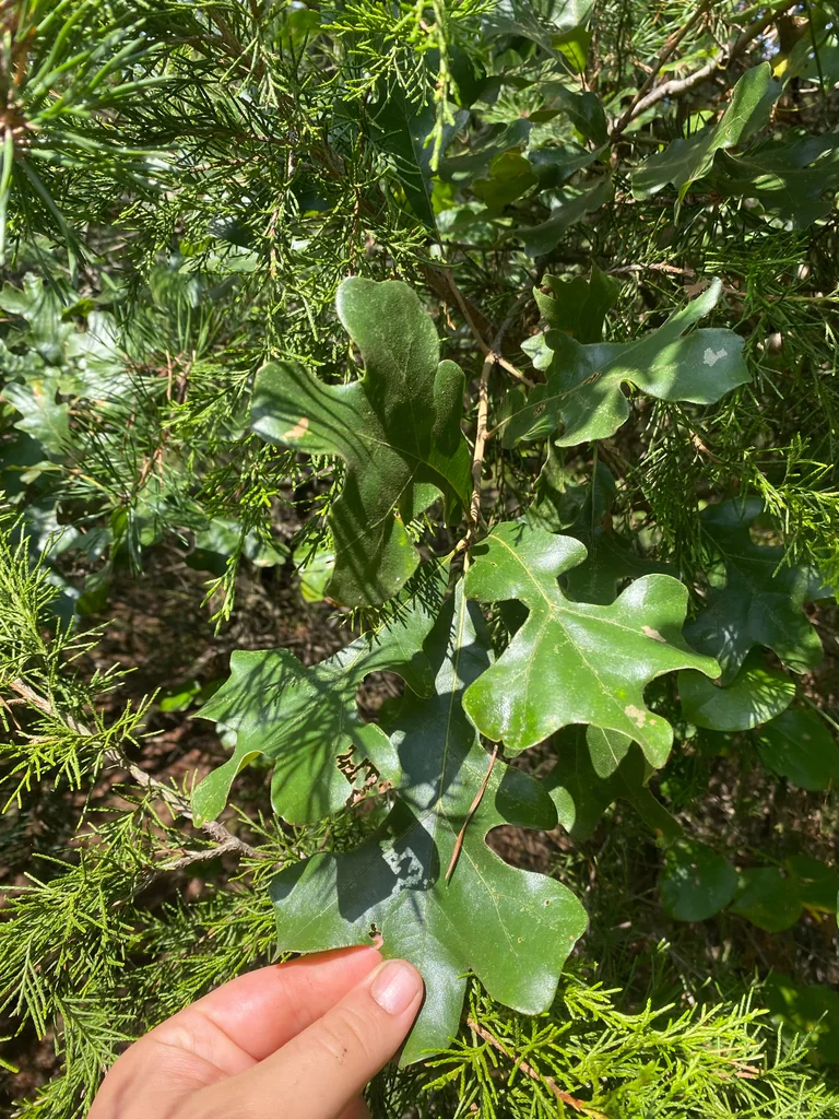 Quercus Stellata