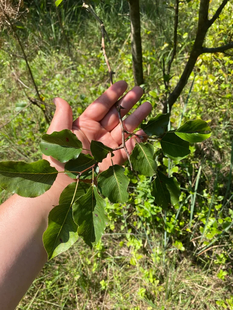 Pyrus Calleryana