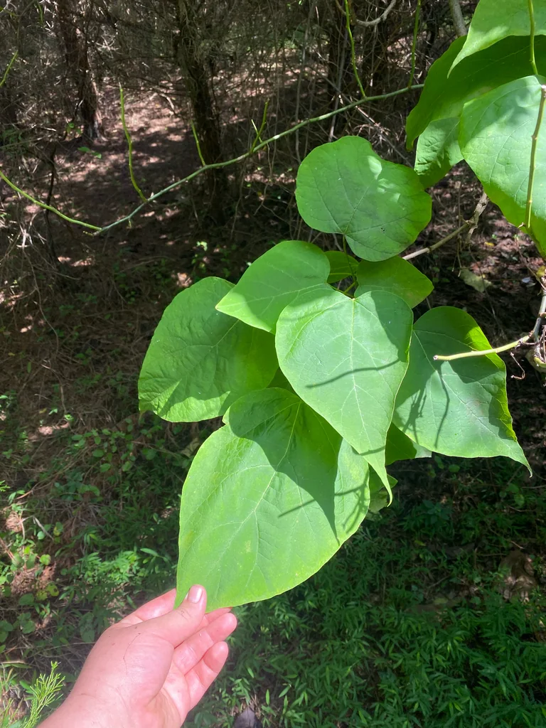 Catalpa Speciosa