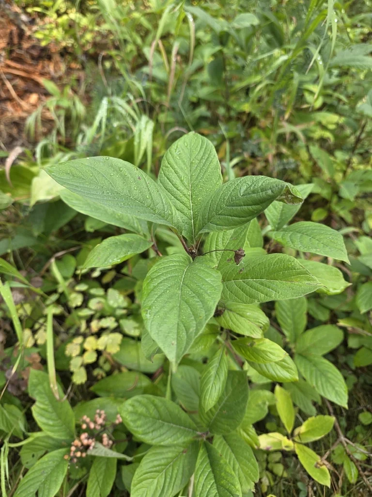 Lonicera Involucrata