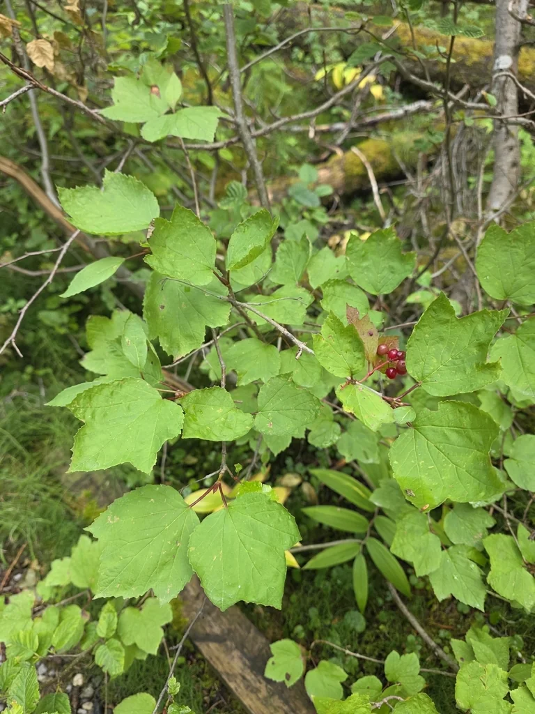 Viburnum Edule