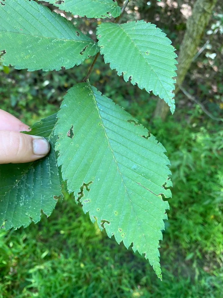Ulmus Americana