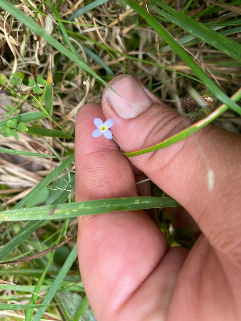 Houstonia Caerulea