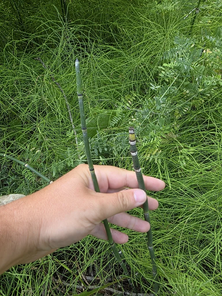 Equisetum Hyemale