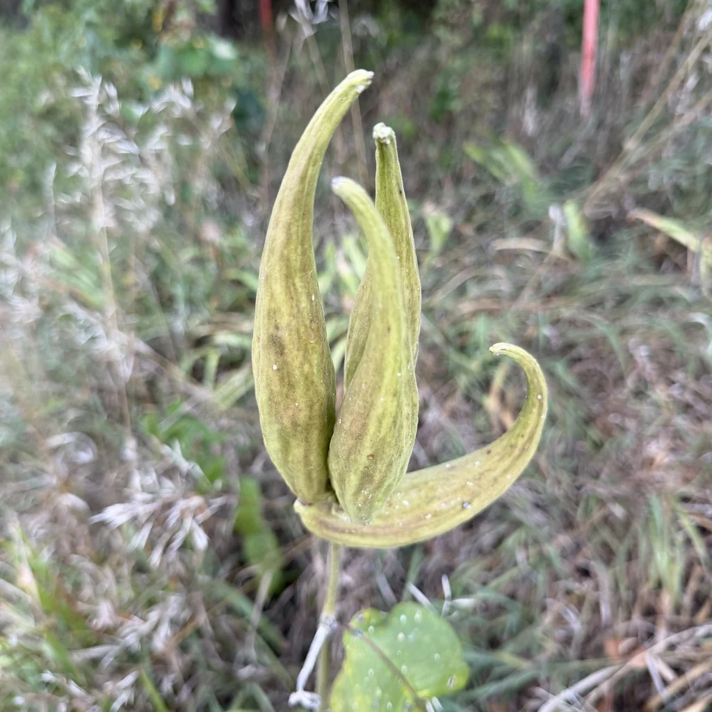 Asclepias Tuberosa