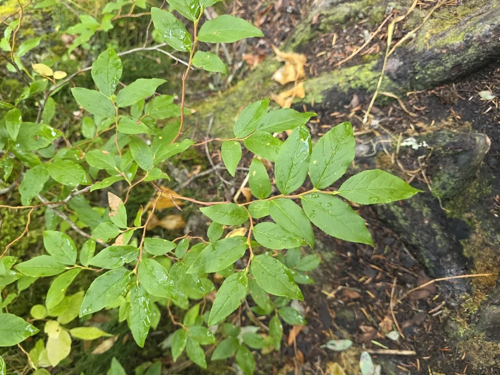 Vaccinium Membranaceum