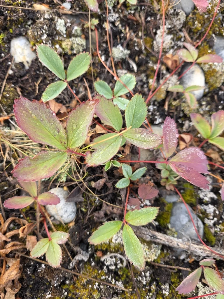 Fragaria Virginiana