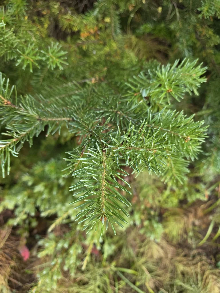 Abies Lasiocarpa