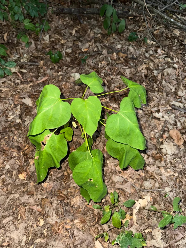 Catalpa Speciosa