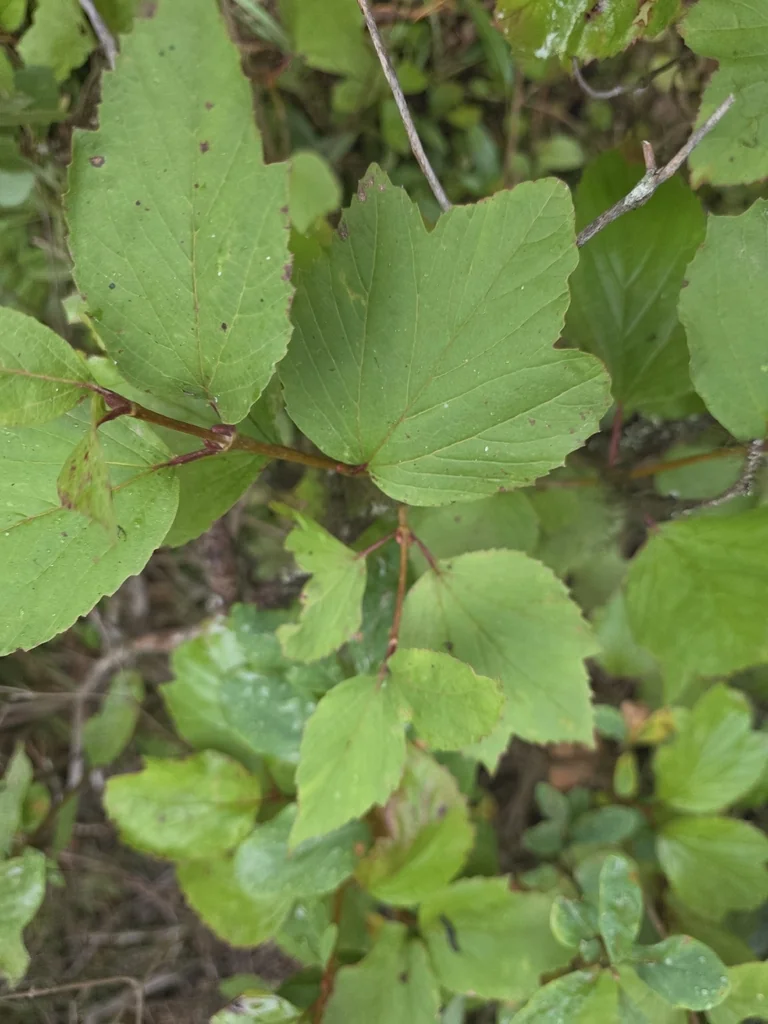 Viburnum Edule