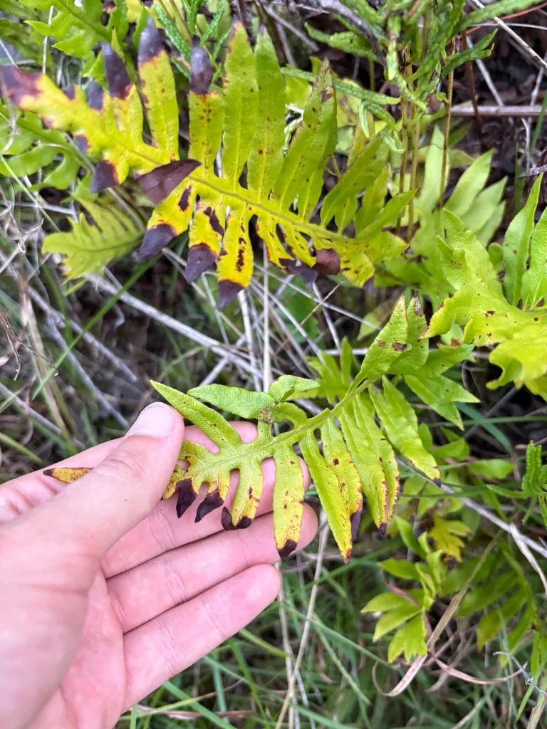 Woodwardia Areolata