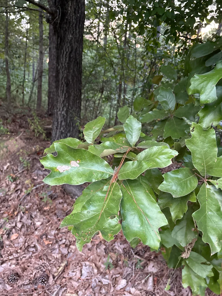 Quercus Falcata