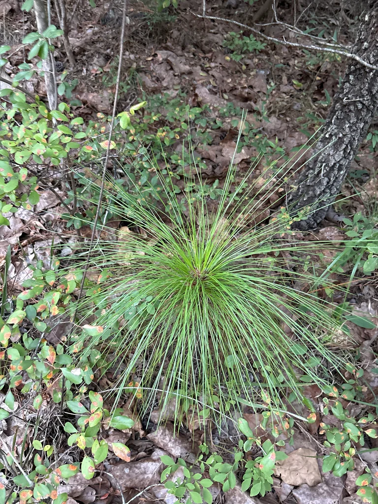 Pinus Palustris
