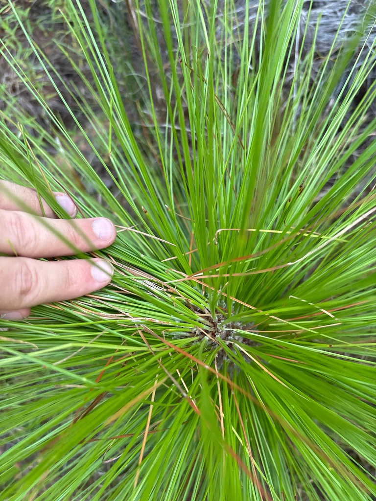 Pinus Palustris