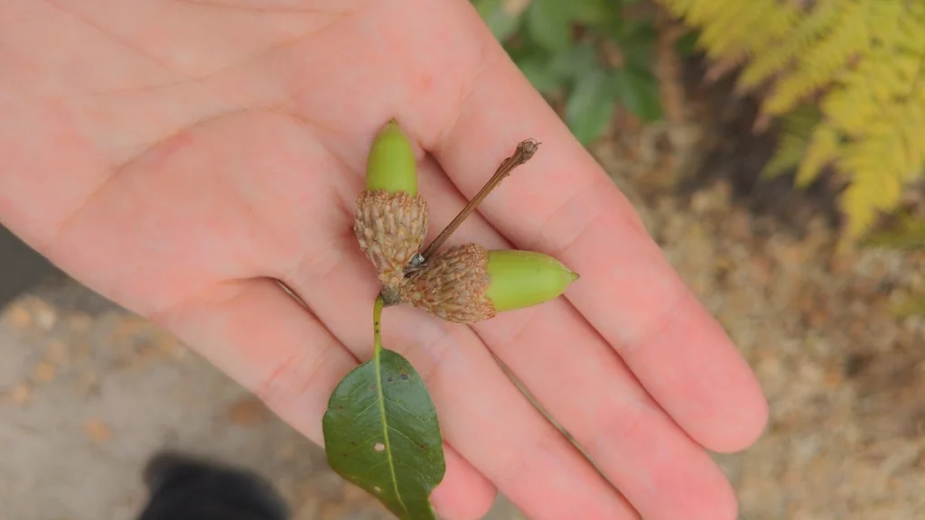Quercus agrifolia