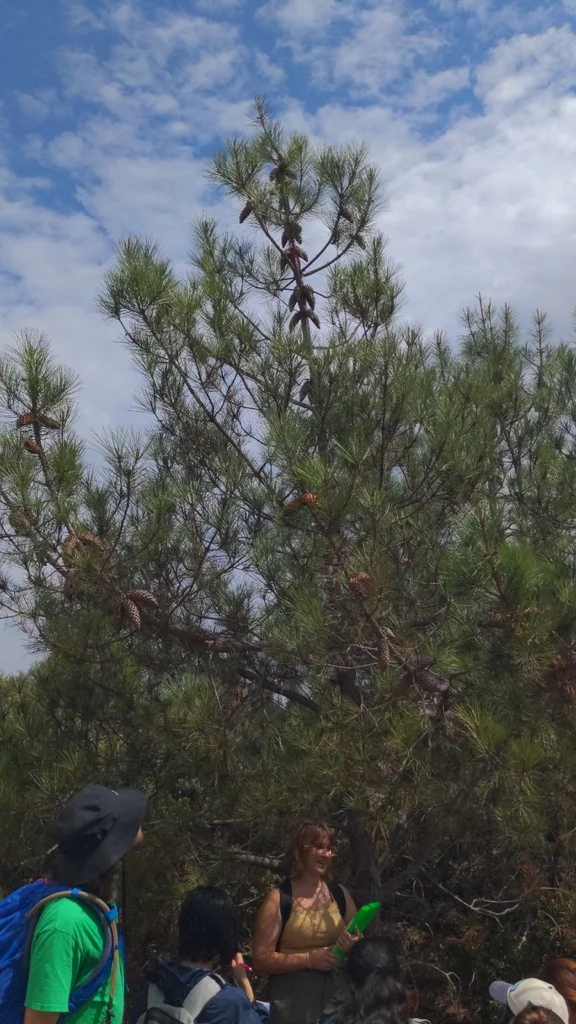 Pinus Attenuata