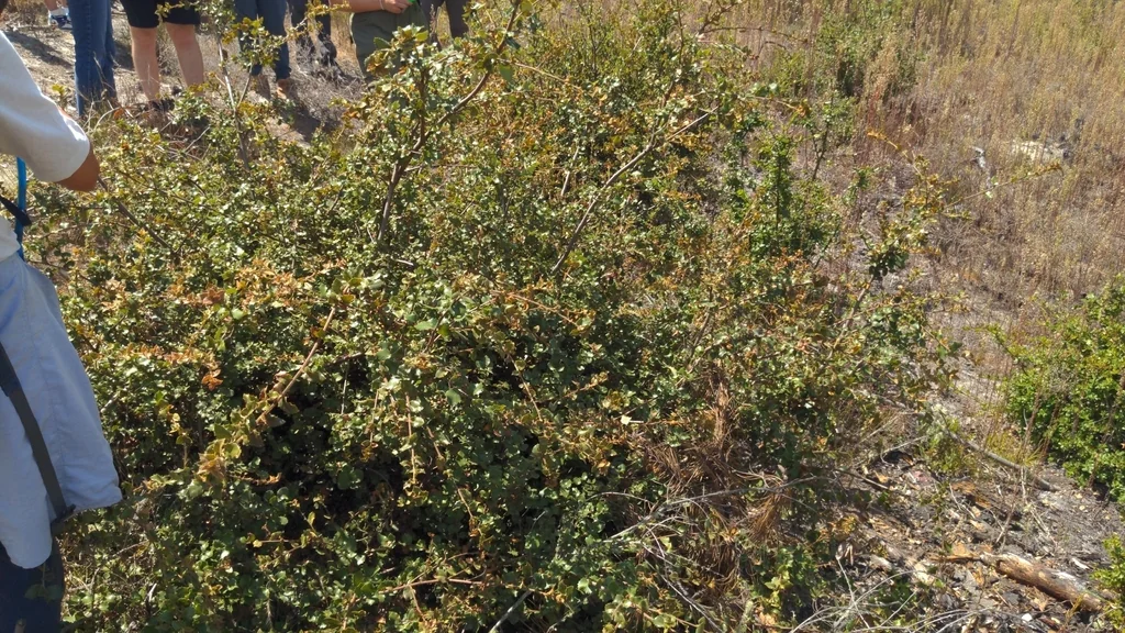 Quercus Chrysolepis