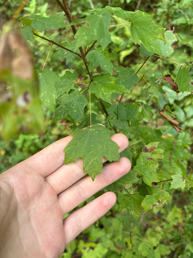 Acer Floridanum