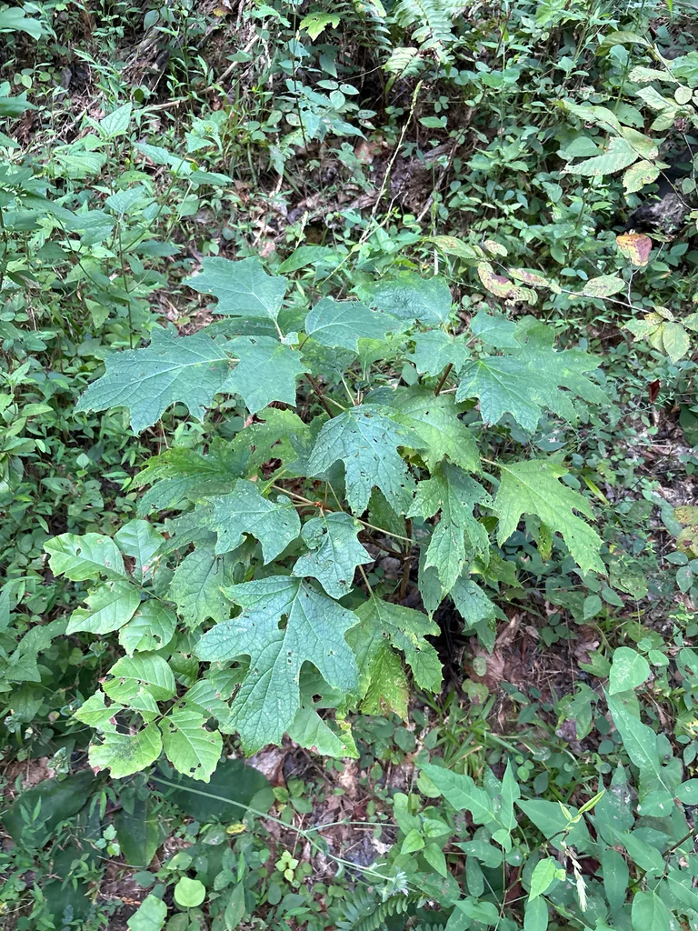 Hydrangea quercifolia