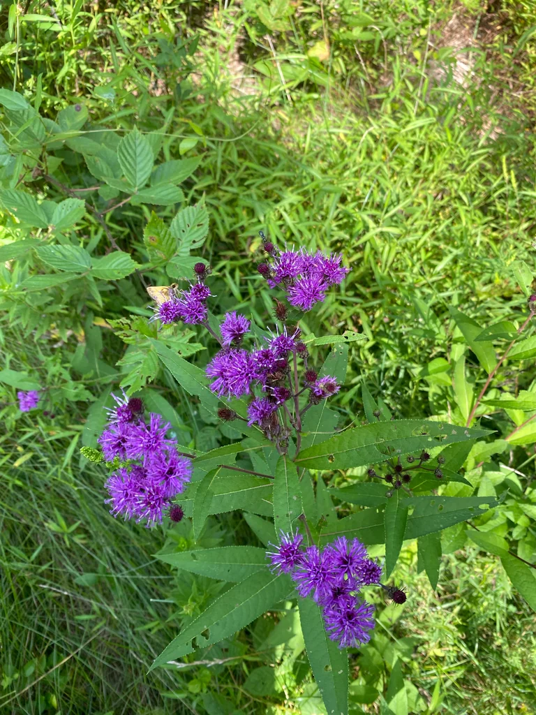 Vernonia Noveboracensis