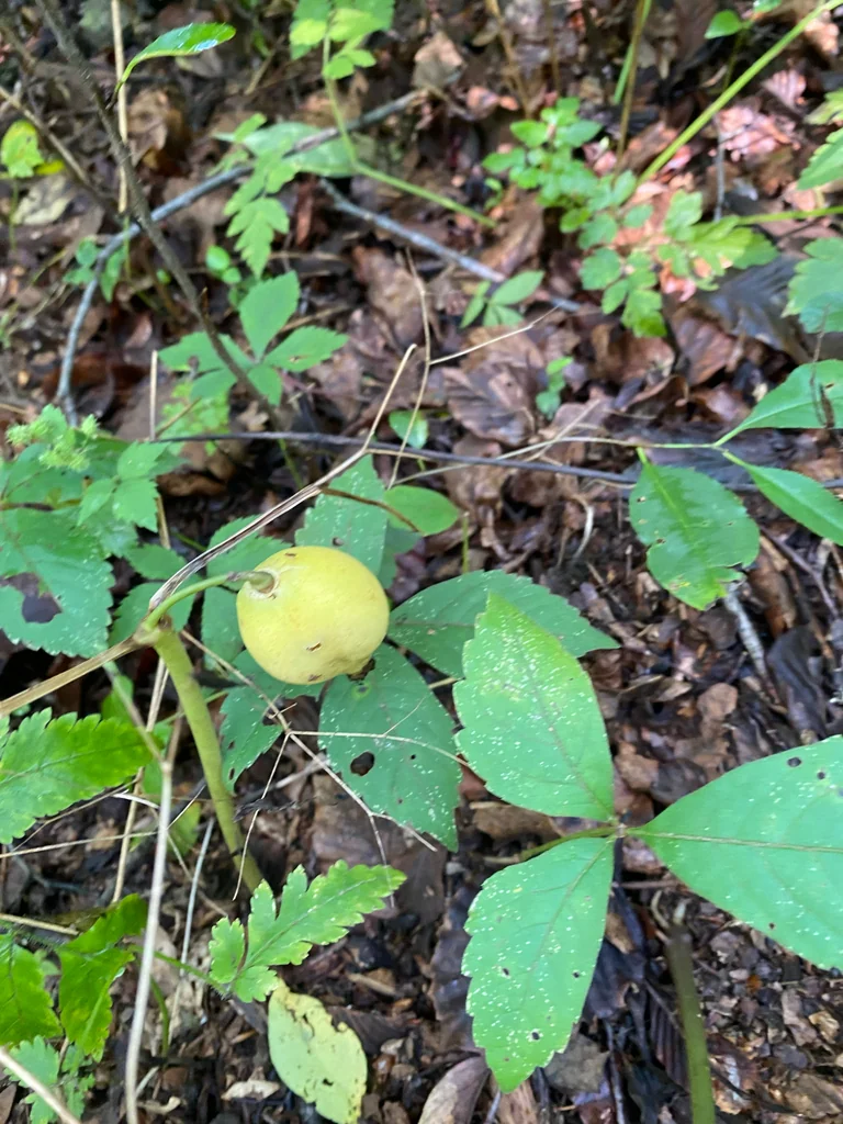 Podophyllum Peltatum