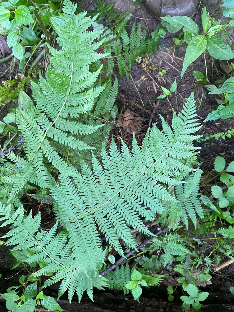 Thelypteris Noveboracensis