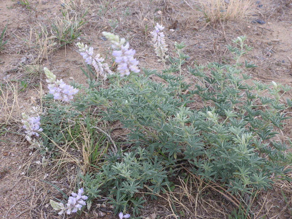 Lupinus Albifrons