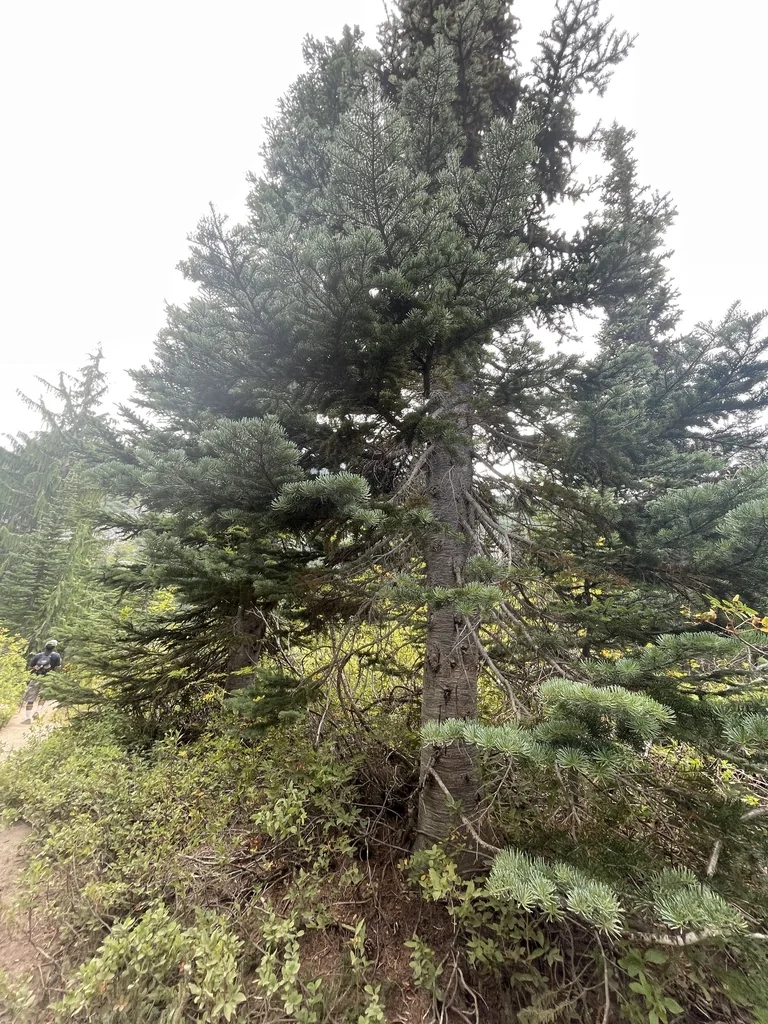 Abies Lasiocarpa
