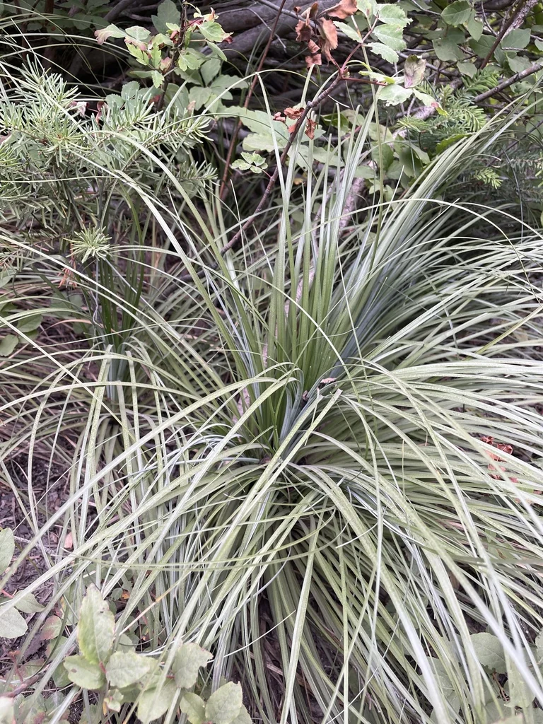 Xerophyllum Tenax