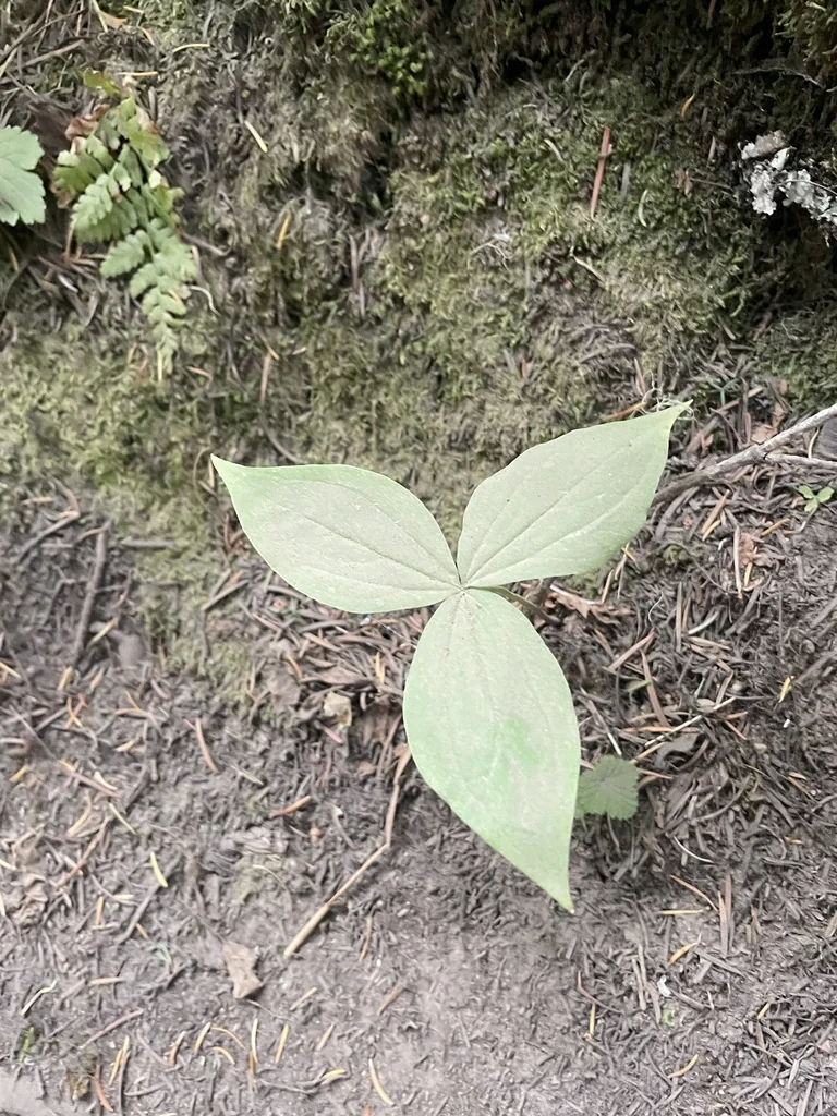 Trillium Ovatum